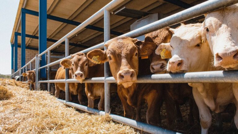 Explotación ganadera. DeepFarm monitoriza de forma continua el comportamiento individual de los animales