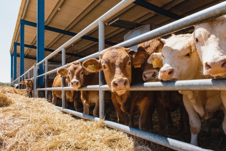 Explotación ganadera. DeepFarm monitoriza de forma continua el comportamiento individual de los animales