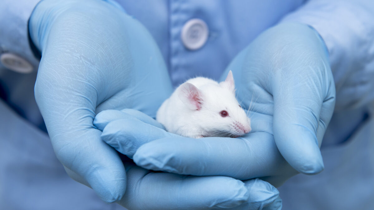 ratón de laboratorio en las manos de un investigador. Foto: istock