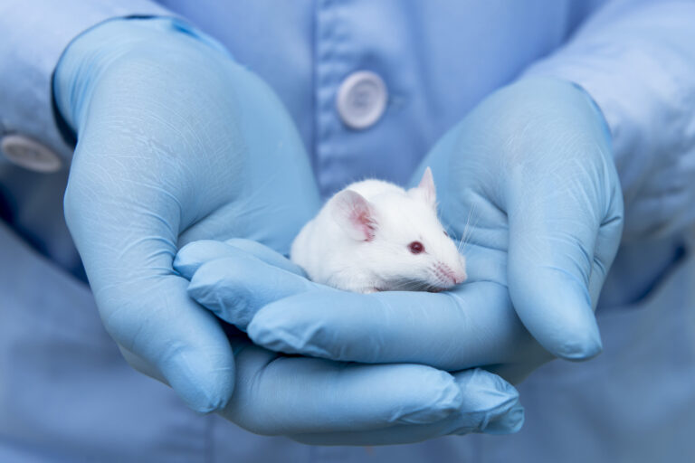 ratón de laboratorio en las manos de un investigador. Foto: istock