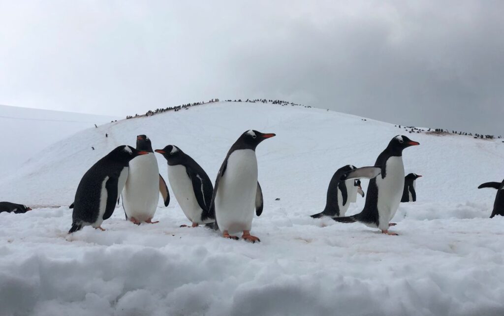Pingüinos en la exposición del Viaje al Fin del Mundo