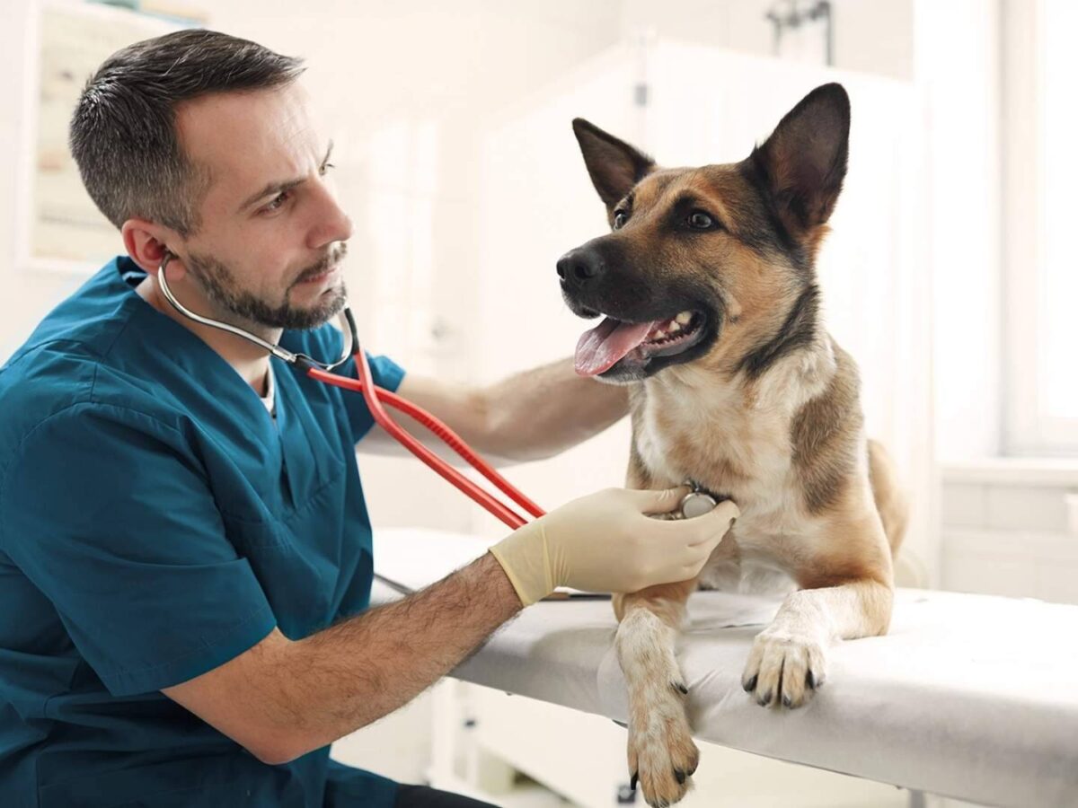 Línea Directa lanza un nuevo Seguro para Mascotas con un plan veterinario completo