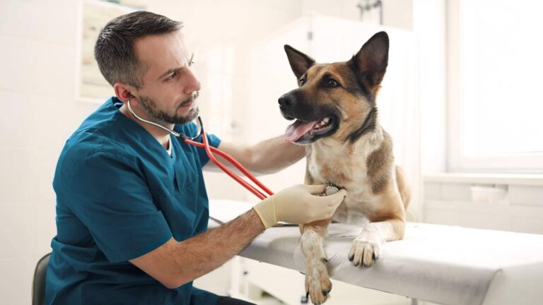 Línea Directa lanza un nuevo Seguro para Mascotas con un plan veterinario completo