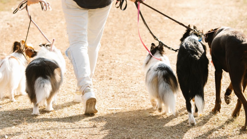 Cuidar mascotas o pasear perros