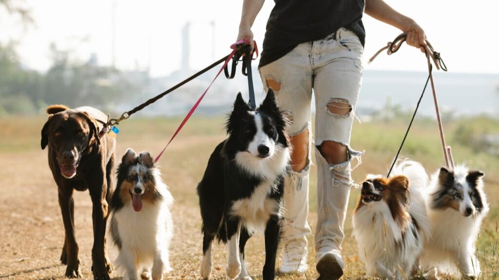 Cuidar y pasear mascotas