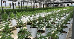 La UNEC, que agrupa al sector del cannabis legal, da un paso al frente para aclarar la confusión del CBD