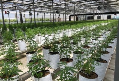 La UNEC, que agrupa al sector del cannabis legal, da un paso al frente para aclarar la confusión del CBD