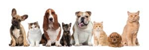 grupo de perros y gatos