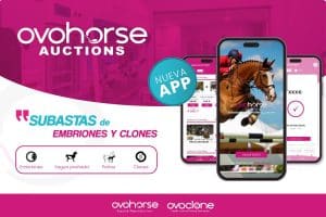 La App de subastas Ovohorse Auctions lanza un embrión de «Chacco Blue»