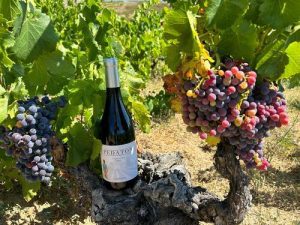 Pedaton vino Ávila