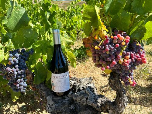 Pedaton vino Ávila