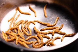 Gusano de la harina. insecto utilizado por Tebrio