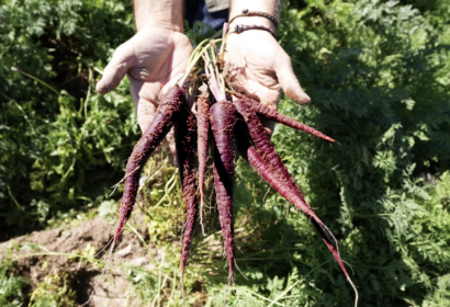 MuñozVal lanza en Fruit Attraction la zanahoria morada con estudio del CSIC que avala su poder antioxidante