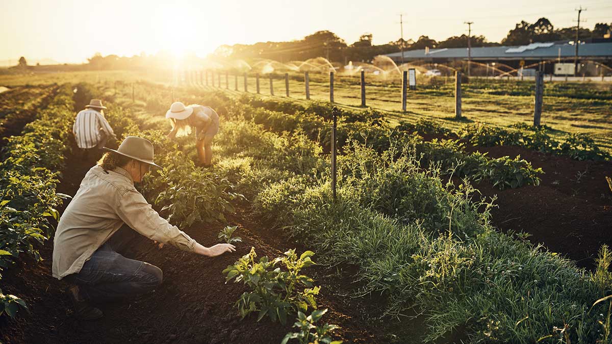 plan de negocio explotación agrícola
