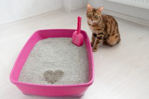 Arenamar. Arena ecológica para gatos