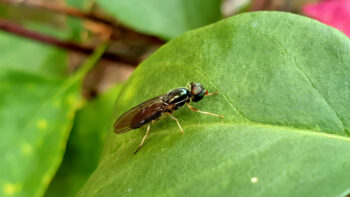 Bioflytech, la biotech que quiere liderar la producción de harina a partir de insectos