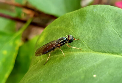 Insectos: Bioflytech produce harinas a partir de larvas de mosca soldado negra