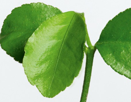 Brotes verdes: ¡ya están aquí!