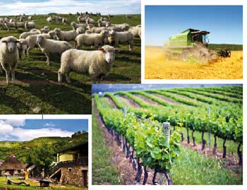 Campo emprendedor