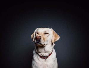 Cómo montar una empresa en el sector de las mascotas