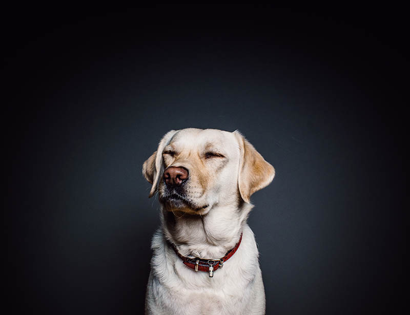 Cómo montar una empresa en el sector de las mascotas