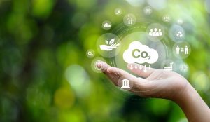 Iniciativa emprendedora para atrapar dióxido de carbono en un cementerio marino y luchar así contra el cambio climático
