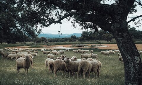 Programa RAW! de EIT Food para la agricultura y ganadería regenerativa.