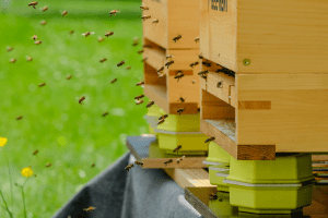 El Internet de las cosas aplicado a especies en peligro de extinción