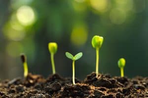 Consejos para innovar en el entorno rural