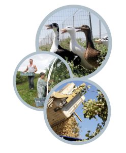 Ganadería y Agricultura