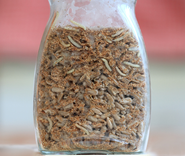 harina de insectos