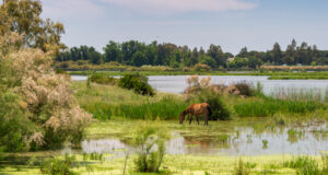 Cuatro millones de euros para mejorar las condiciones de Doñana