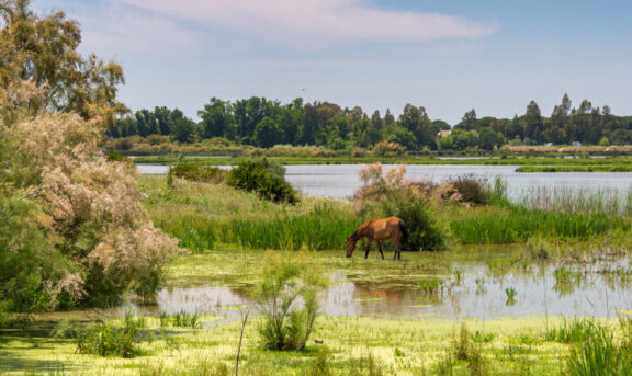 Doñana