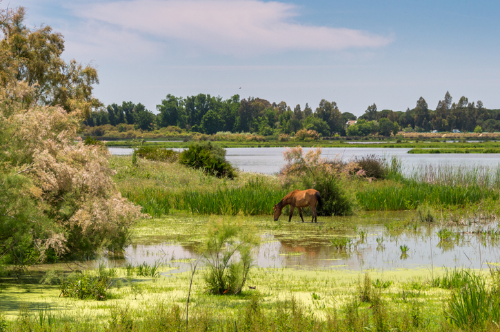 Doñana