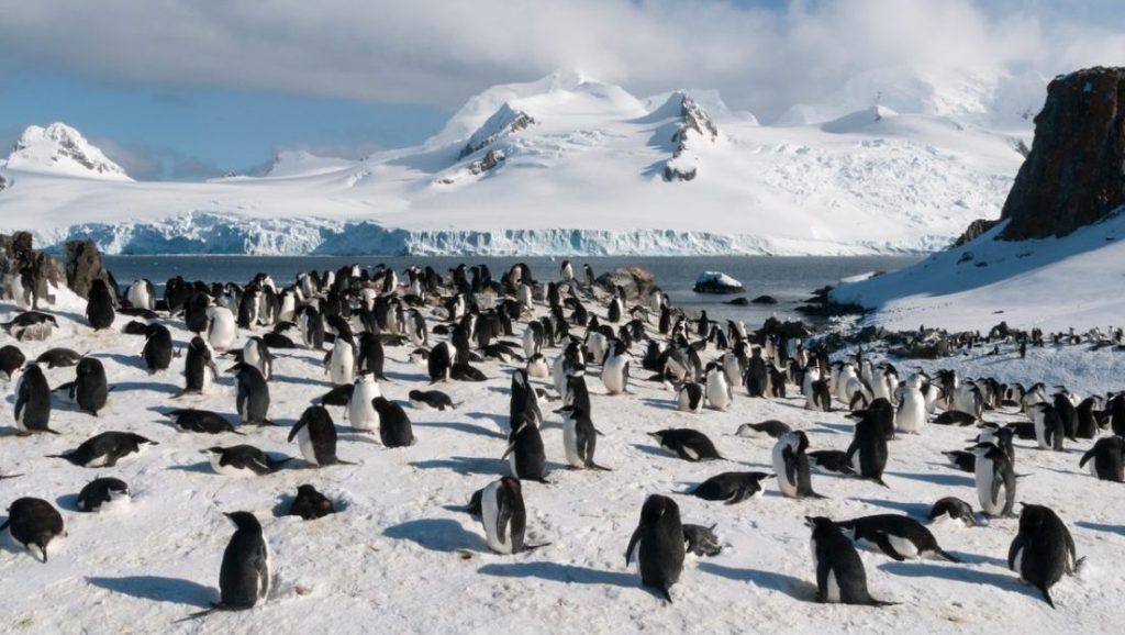 Un trabajo curioso: 2.000 euros al mes por contar pingüinos en la Antártida