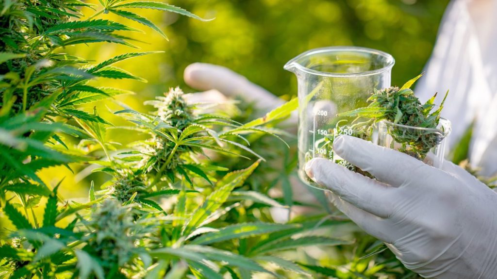 El emprendimiento con cannabis ya se estudia en la universidad española