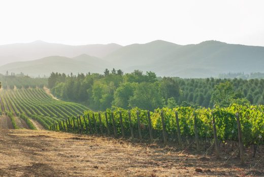 La producción de vino vuelve a ser un negocio codiciado por los ricos