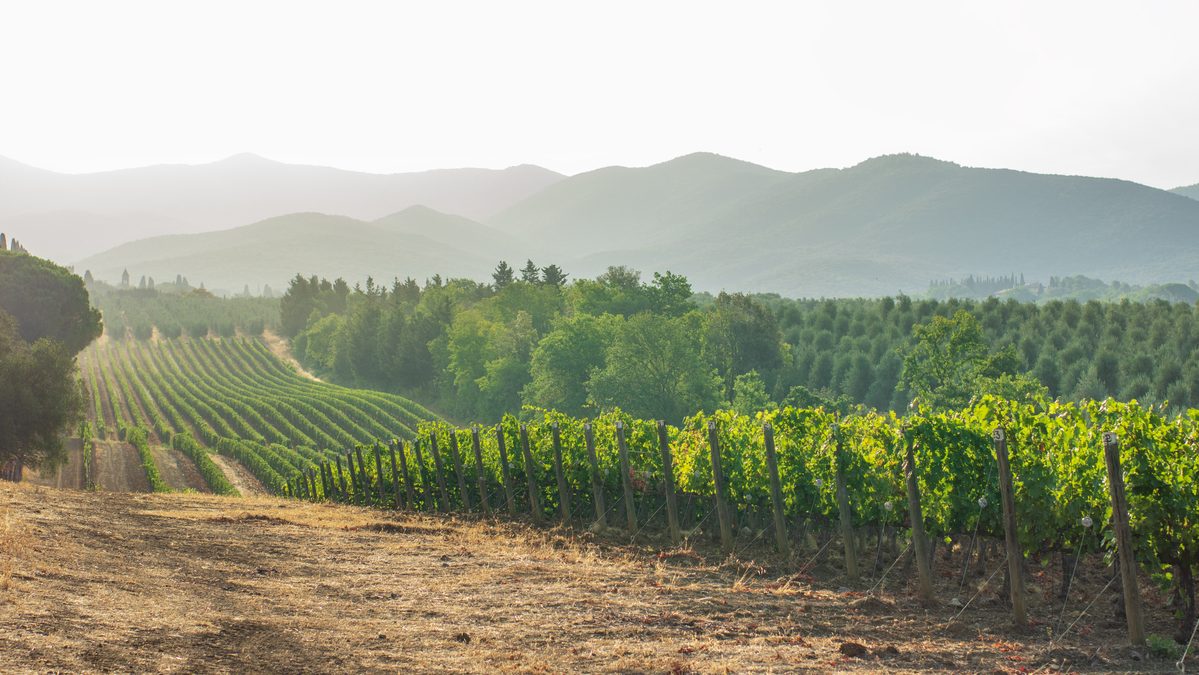 La producción de vino vuelve a ser un negocio codiciado por los ricos