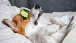 Tu solución para el cuidado de mascotas puede tener premio