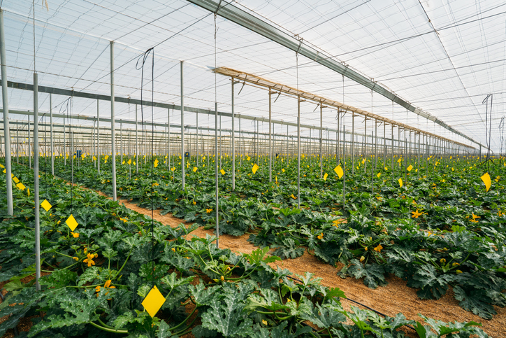 istock agricultura Almería Cesur