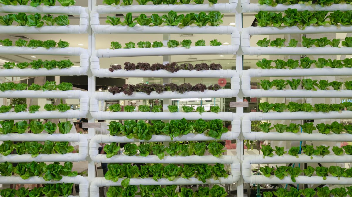 Granjas verticales: el gran negocio que podría transformar la industria alimentaria