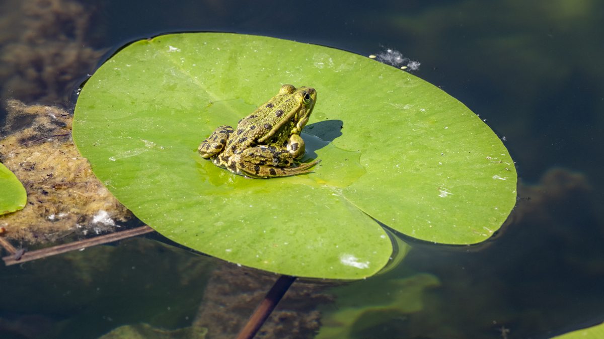 El millonario negocio de las ranas llega a España: ¿De dónde sacan rentabilidad?