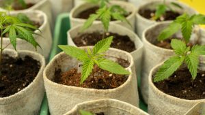 6 negocios originales y legales alrededor del cannabis