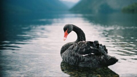 Rinocerontes grises y cisnes negros: qué son y cómo influyen en las empresas