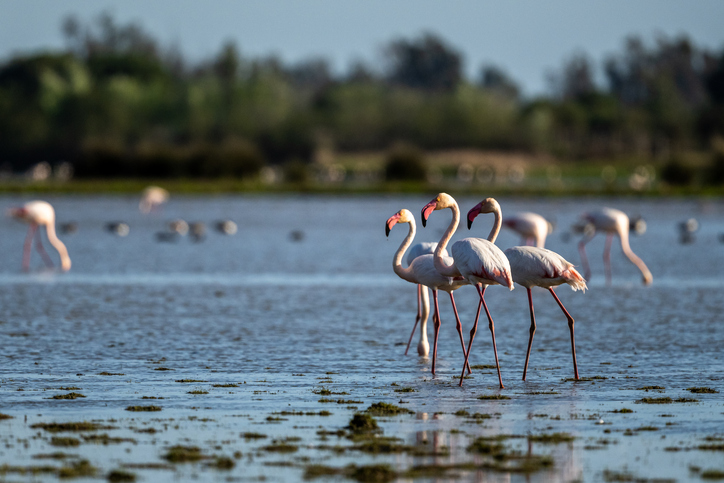 Doñana