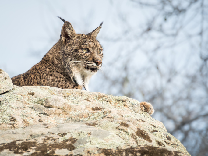 Doñana lince ibérico