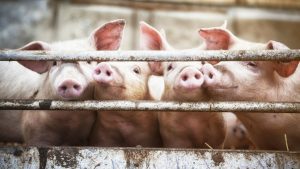 El negocio de criar cerdos para la industria de los trasplantes de órganos