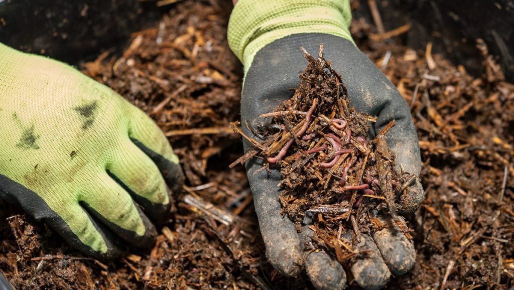 Las granjas de insectos que triunfan en España