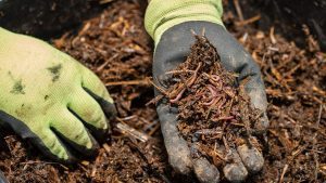 Las granjas de insectos que triunfan en España