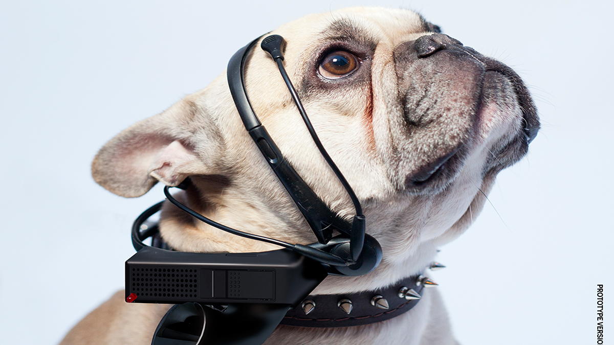 La idea de un traductor de perros